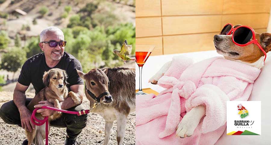 Maltrato animal también es tratar a los perros como humanos Foto Instagram @cesarsway