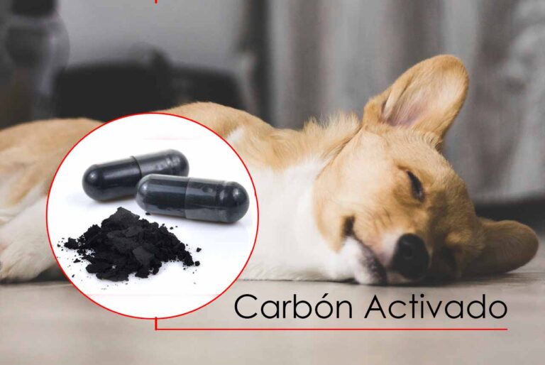 ¿Qué es el carbón activado y cómo puede salvar la vida de tu perro o